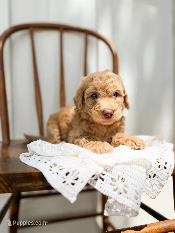 Honey – Miniature Goldendoodle puppy for sale in Dixon, MO