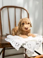 Honey, a female Miniature Goldendoodle for sale in Dixon, MO – 1 of 5