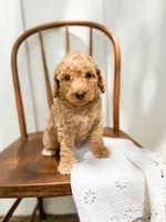 Sage, a male Miniature Goldendoodle for sale in Dixon, MO – 6 of 6