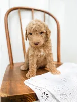 Winston, a male Miniature Goldendoodle for sale in Dixon, MO – 2 of 4