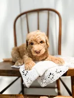 Honey, a female Miniature Goldendoodle for sale in Dixon, MO – 2 of 5