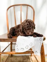 Hazel, a female Miniature Goldendoodle for sale in Dixon, MO – 2 of 3