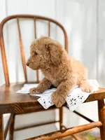 Honey, a female Miniature Goldendoodle for sale in Dixon, MO – 3 of 5