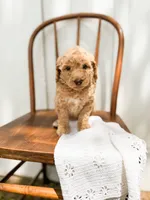 Sage, a male Miniature Goldendoodle for sale in Dixon, MO – 4 of 6