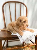 Honey, a female Miniature Goldendoodle for sale in Dixon, MO – 4 of 5