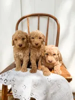 Honey, a female Miniature Goldendoodle for sale in Dixon, MO – 5 of 5