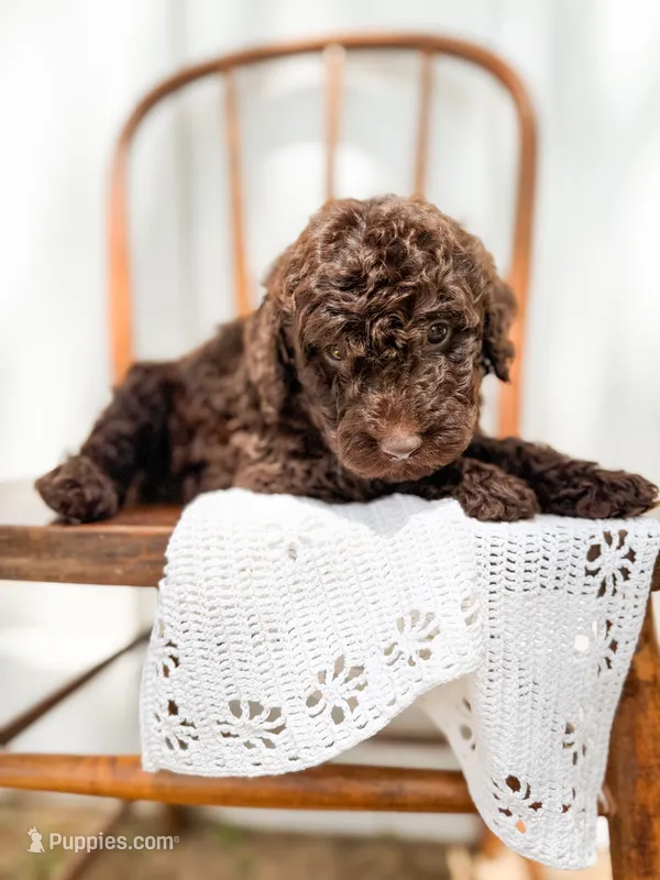Hazel – Miniature Goldendoodle puppy for sale in Dixon, MO