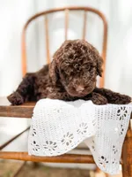 Hazel, a female Miniature Goldendoodle for sale in Dixon, MO – 1 of 3