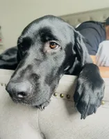 Max, a male Labrador Retriever for sale in Dublin, CA – 2 of 3