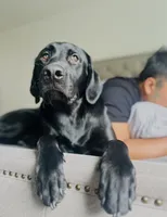 Max, a male Labrador Retriever for sale in Dublin, CA – 3 of 3