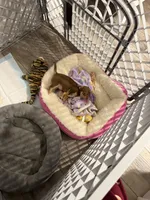 Daisy, a female Chihuahua for sale in Jacksonville, FL – 4 of 9