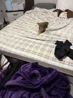 Daisy, a female Chihuahua for sale in Jacksonville, FL – 9 of 9