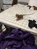 Daisy, a female Chihuahua for sale in Jacksonville, FL – 3 of 9