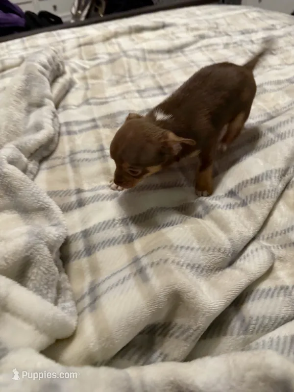 Daisy – Chihuahua puppy for sale in Jacksonville, FL