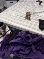 Daisy, a female Chihuahua for sale in Jacksonville, FL – 2 of 9
