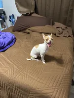 Littebit, a female Chihuahua for sale in Jacksonville, FL – Photo 2 of 3