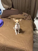 Littebit, a female Chihuahua for sale in Jacksonville, FL – Photo 3 of 3