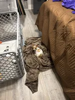 Littebit, a female Chihuahua for sale in Jacksonville, FL – Photo 1 of 3