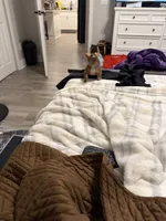 Daisy, a female Chihuahua for sale in Jacksonville, FL – 7 of 9