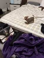 Daisy, a female Chihuahua for sale in Jacksonville, FL – 6 of 9