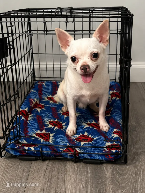 Ghost – Chihuahua puppy for sale in East Hartford, CT
