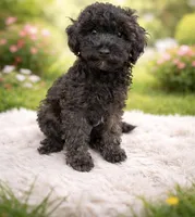 Dior, a male Poodle - Toy  for sale in Hialeah, FL – Photo 2 of 3