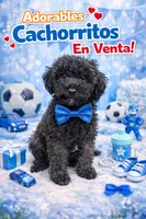 Dior, a male Poodle - Toy  for sale in Hialeah, FL – Photo 1 of 3