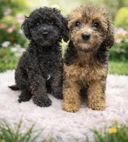 Dior, a male Poodle - Toy  for sale in Hialeah, FL – Photo 3 of 3