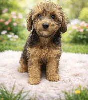 Channel, a female Poodle - Toy  for sale in Hialeah, FL – Photo 2 of 3