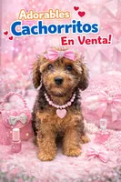 Channel, a female Poodle - Toy  for sale in Hialeah, FL – Photo 1 of 3