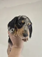 Pup 1, a male Miniature Dachshund for sale in Dubuque, IA – 2 of 3