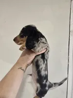 Pup 1, a male Miniature Dachshund for sale in Dubuque, IA – 3 of 3