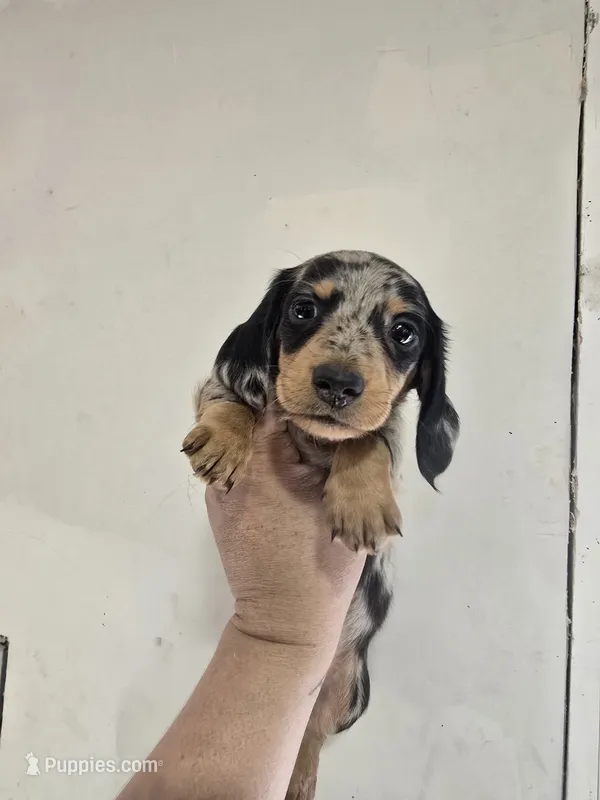 Pup 1 – Miniature Dachshund puppy for sale in Dubuque, IA