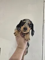 Pup 1, a male Miniature Dachshund for sale in Dubuque, IA – 1 of 3