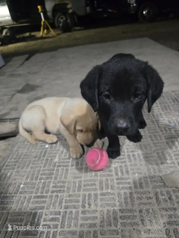 Pup 2 – Labrador Retriever puppy for sale in Dubuque, IA