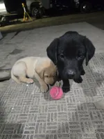 Pup 2, a male Labrador Retriever for sale in Dubuque, IA – 1 of 1