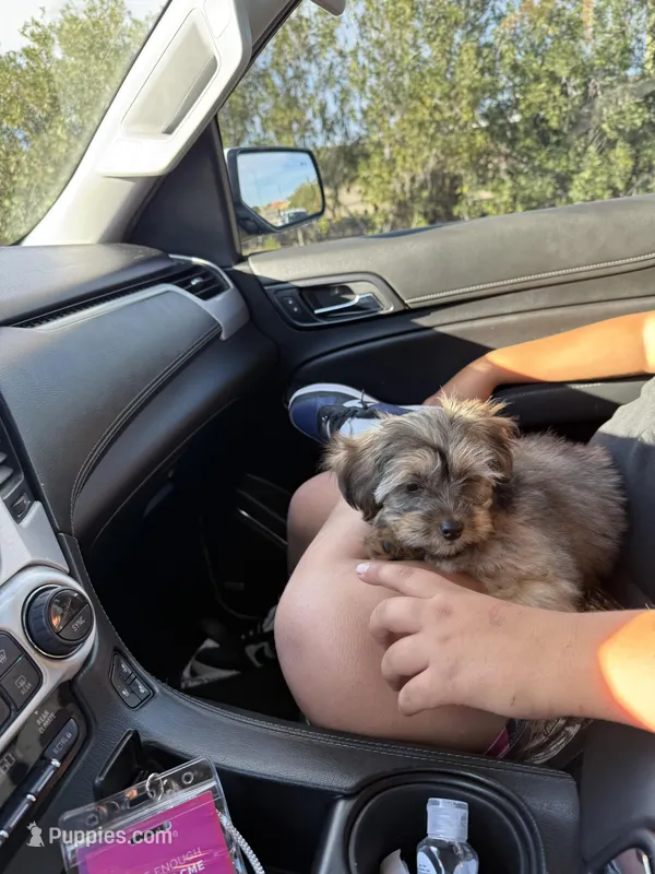 Gibor – Maltipoo puppy for sale in Phoenix, AZ