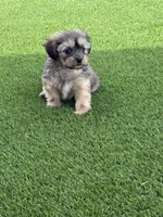 Gibor, a male Maltipoo for sale in Phoenix, AZ – Photo 3 of 4