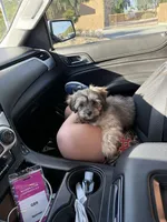 Gibor, a male Maltipoo for sale in Phoenix, AZ – Photo 4 of 4