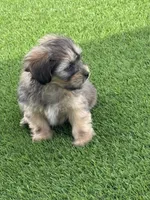 Gibor, a male Maltipoo for sale in Phoenix, AZ – Photo 2 of 4