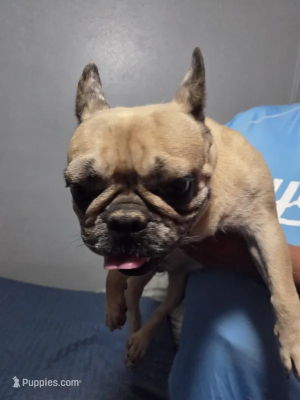 Nala – French Bulldog puppy for sale in Kansas City, KS