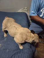 Nala, a female French Bulldog for sale in Kansas City, KS – 2 of 2