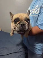 Shenzie, a female French Bulldog for sale in Kansas City, KS – 2 of 2