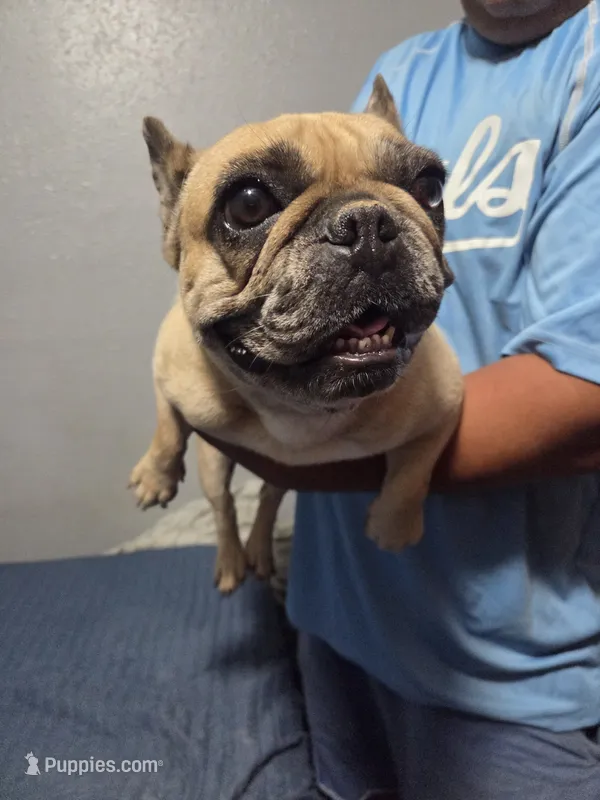 Shenzie – French Bulldog puppy for sale in Kansas City, KS
