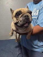 Shenzie, a female French Bulldog for sale in Kansas City, KS – 1 of 2