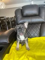 Male, a male French Bulldog for sale in Kansas City, KS – Photo 2 of 3