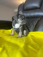 Male, a male French Bulldog for sale in Kansas City, KS – Photo 3 of 3