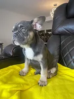 Male, a male French Bulldog for sale in Kansas City, KS – Photo 1 of 3