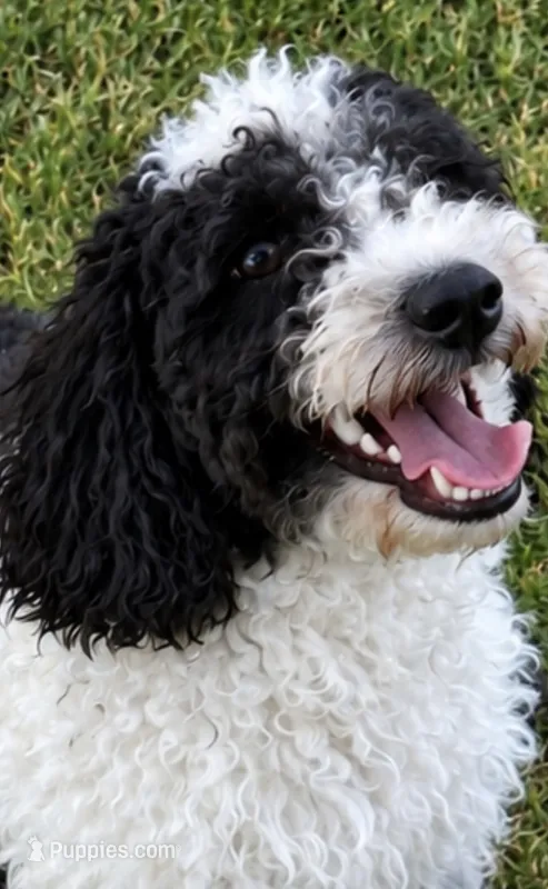 Cookie – Miniature Goldendoodle puppy for sale in Burleson, TX