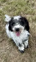 Cookie, a female Miniature Goldendoodle for sale in Burleson, TX – 1 of 2